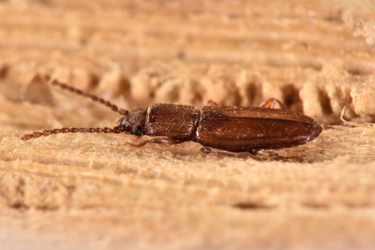 Laemophloeidae: femmina di Placonotus testaceus
